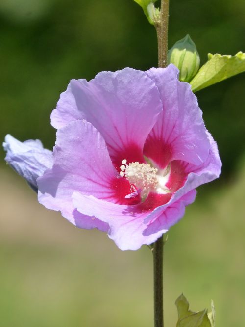 hibiscus purple hibiscus flower