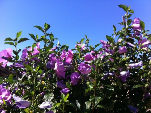 hibiscus spring blossom