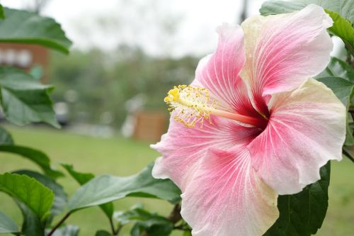 hibiscus natural pink