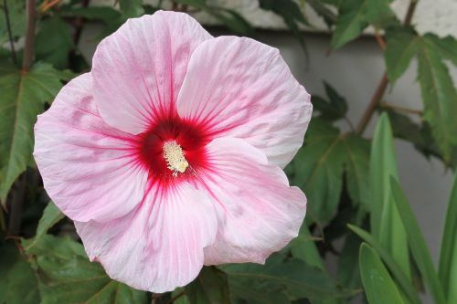 hibiscus giant hibiscus pink