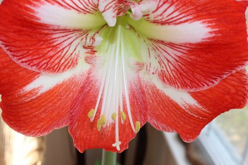 hibiscus flower bloom