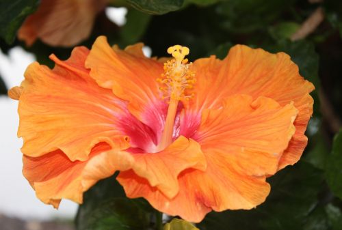 hibiscus hibiscus flower orange