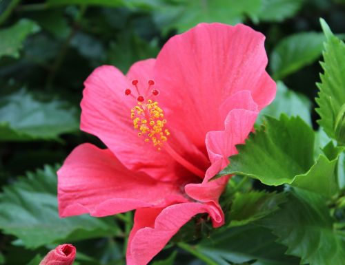 hibiscus hibiscus flower pink
