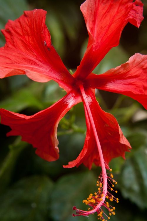 hibiscus flower red