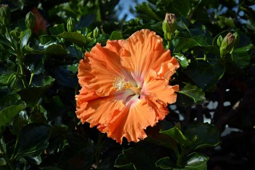 hibiscus blossom bloom