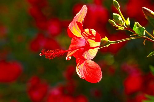 hibiscus summer flower red