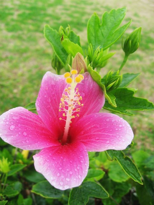 hibiscus pink yellow