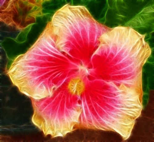 hibiscus digitally enhanced true colour