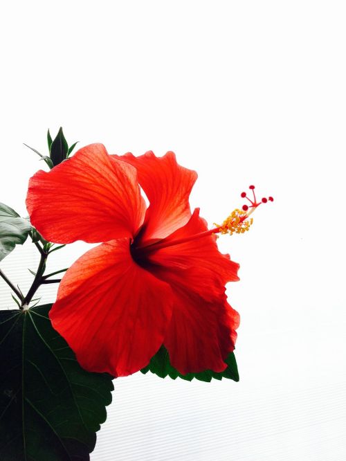 hibiscus red flowers