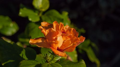 hibiscus flowers orange
