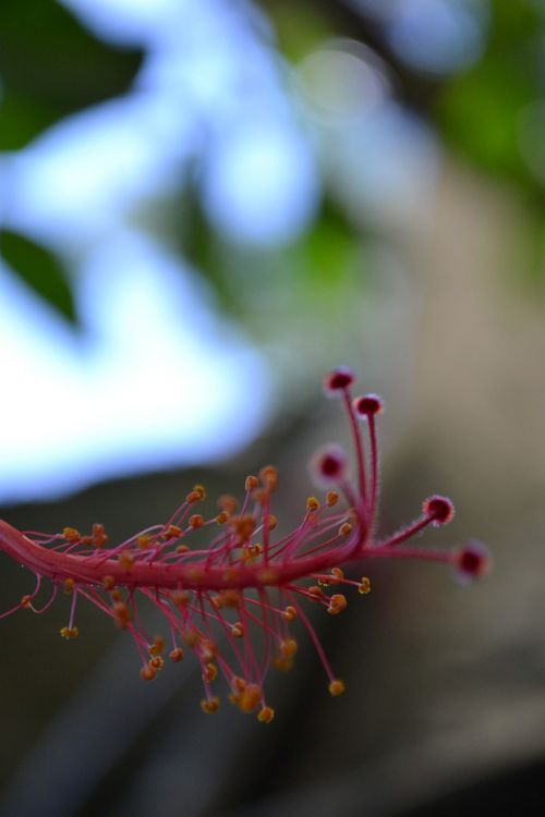 hibiscus close-up macro