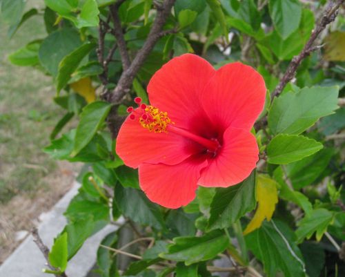 hibiscus red leaf