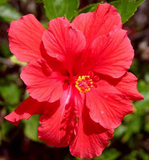 hibiscus floral plant