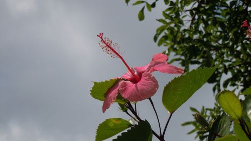 hibiscus floral plant