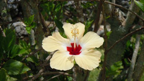 hibiscus floral plant