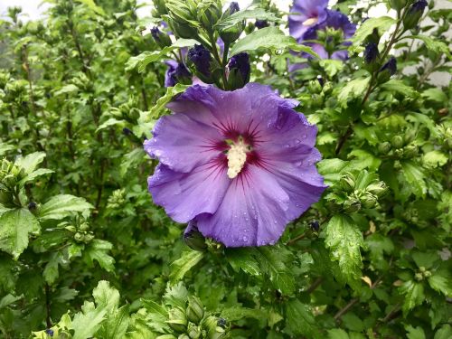 hibiscus blossom bloom