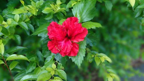 hibiscus fuso big red flowers