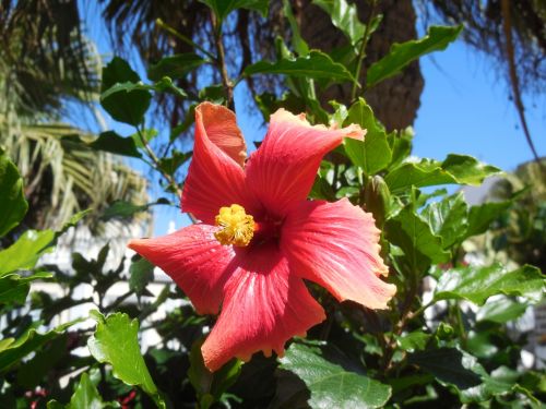 hibiscus blossom bloom