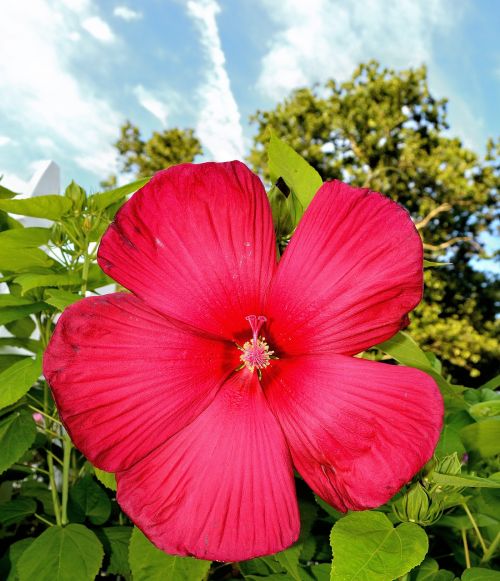 hibiscus flower plant