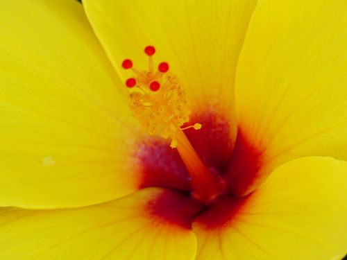 hibiscus stamp pollen