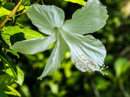 hibiscus flower blossom