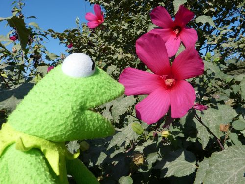 hibiscus pink blossom