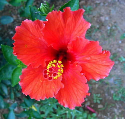 hibiscus red flower