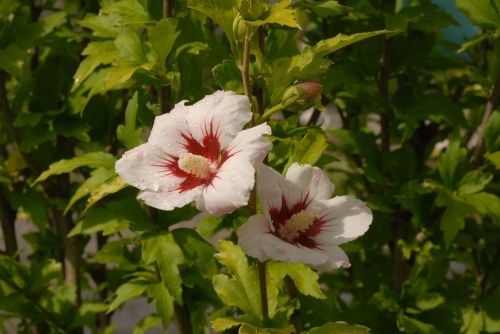 hibiscus flower garden