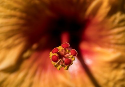 hibiscus flower stamen