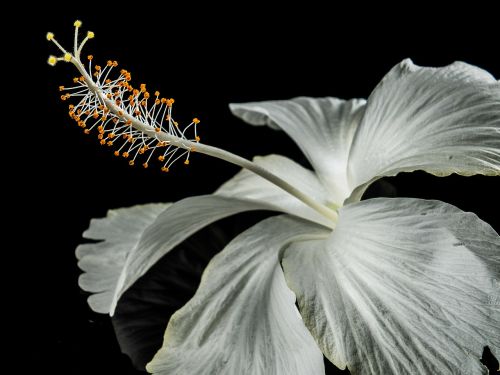 hibiscus blossom bloom