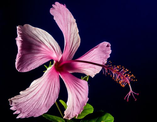 hibiscus blossom bloom