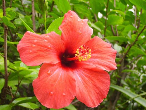 hibiscus portugal holiday