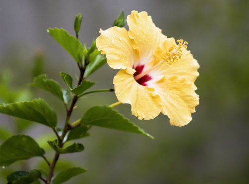 hibiscus tropical flower