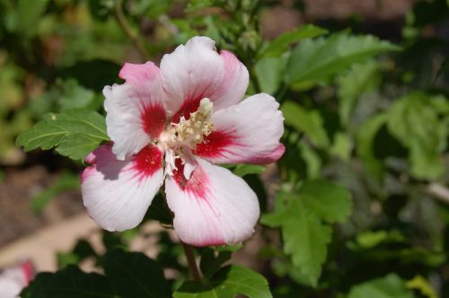 hibiscus pink white