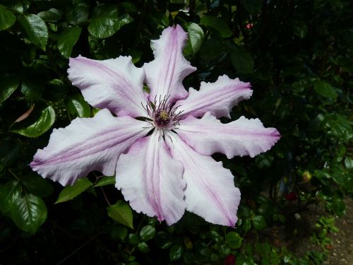 hibiscus flower blossom