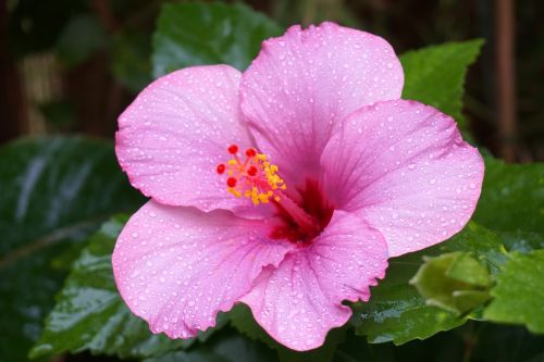 hibiscus raindrops pink