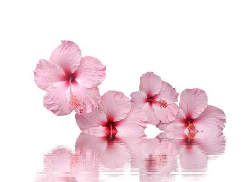 hibiscus blossom bloom
