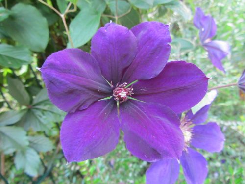 hibiscus flower nature