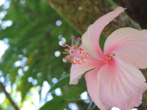 hibiscus pink hibiscus tree