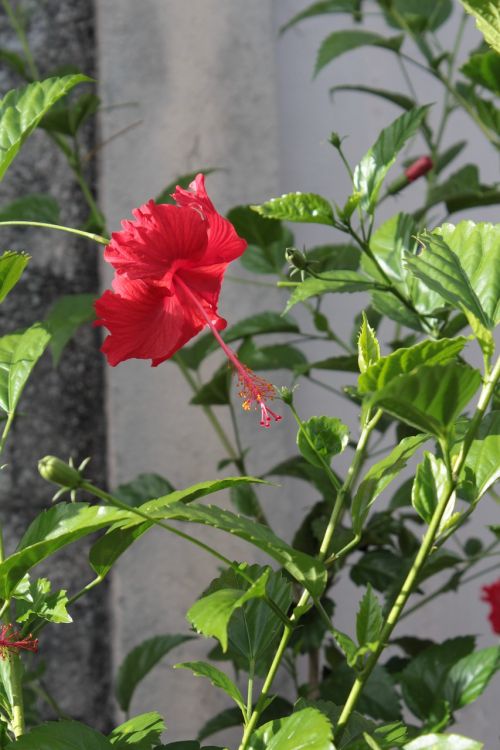 hibiscus red flower