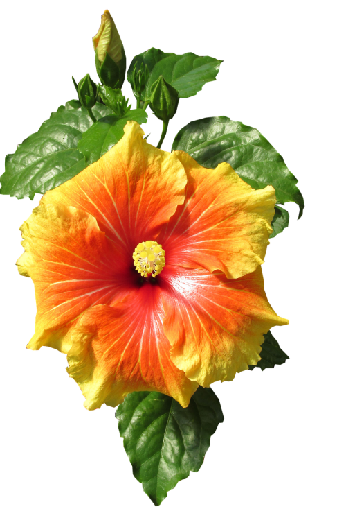 hibiscus cut out