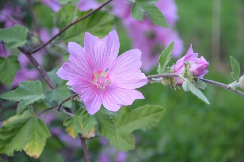 hibiscus pink flowers green leaves