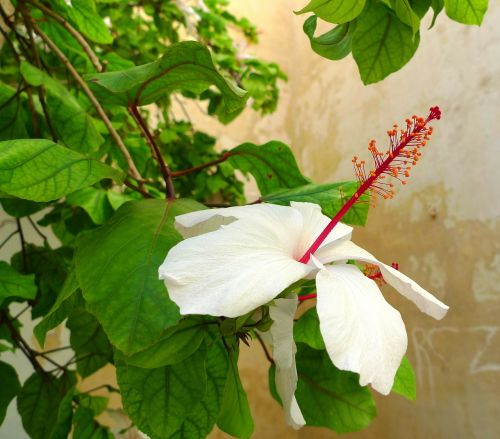 hibiscus plant blossom