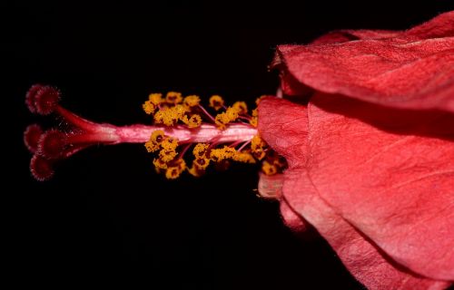 hibiscus close blossom