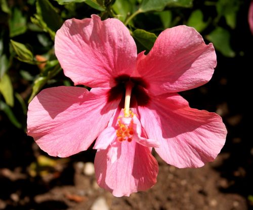 hibiscus pink flower