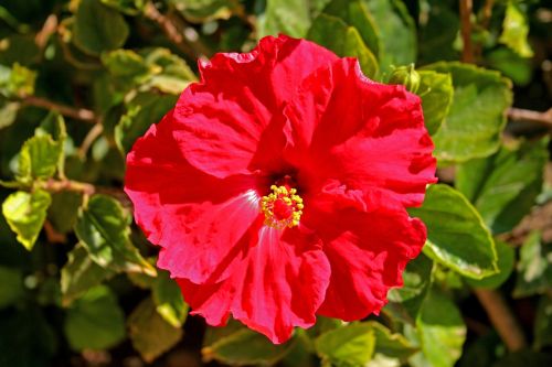 hibiscus flower red