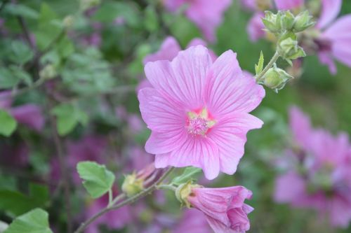 hibiscus pink plant