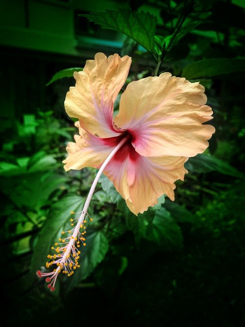 hibiscus flower tropical