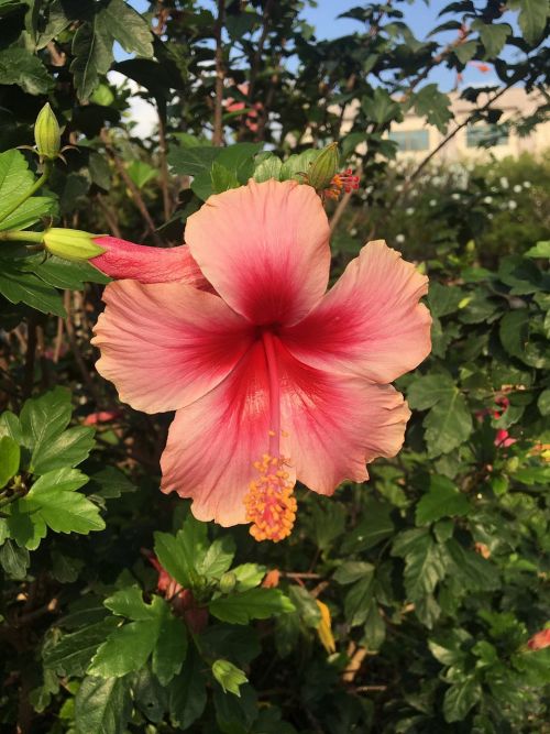 hibiscus flowers the pink flowers