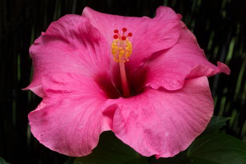 hibiscus flower blossom